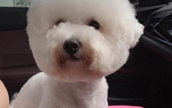 老年狗狗为什么瘦了还叫个不停