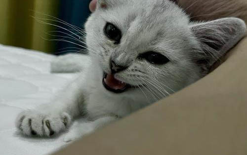 猫三联预防哪些病呀