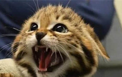 怎么安抚坐车害怕的猫咪