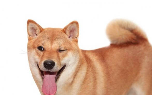 狗狗吃了葡萄会死吗