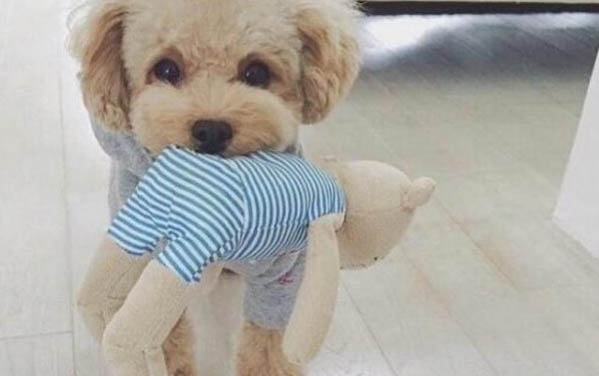泰迪腿瘸了能自愈吗