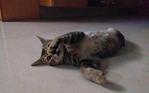 小猫拉稀绿色水状