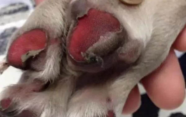 加纳利犬消化不良