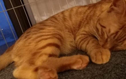 猫咪能吃生肉吗可以吃哪些生肉