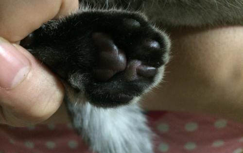 猫咪一般寿命多少年