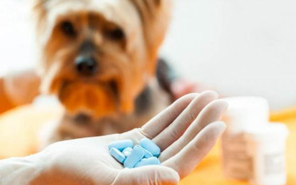 小狗胰腺炎有什么症状？