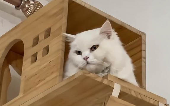 高铁带猫咪怎么办托运呢