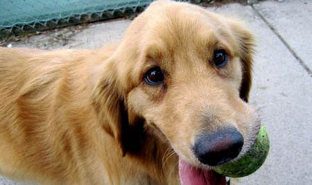 狗狗犬瘟抗体数值是6