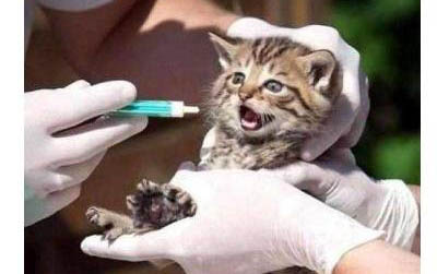 猫的脑血栓能活多久