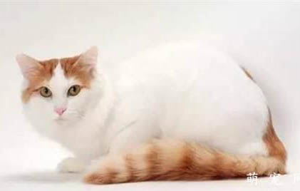 小猫浑身发抖会不会死?