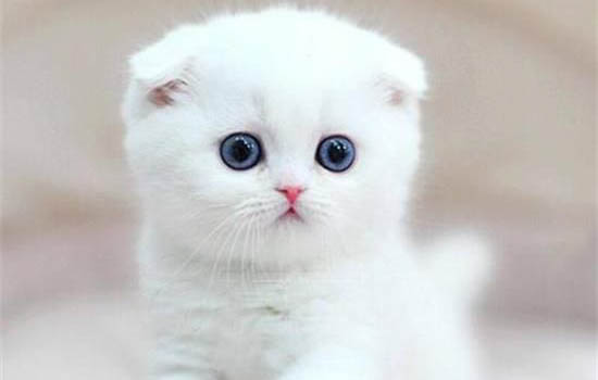 三个月的小猫嗜睡正常吗？