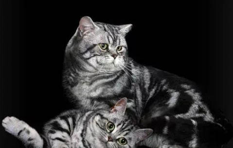 英短蓝猫有哪些缺点