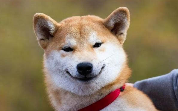 狗狗剪血线要痛多久