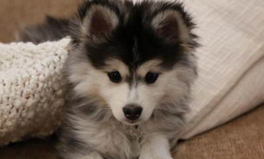 狗狗细小康复的症状
