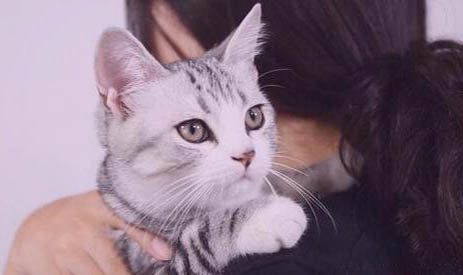 猫可以吃杨梅树叶吗