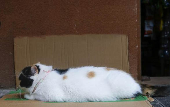 小猫狂犬病症状有哪些