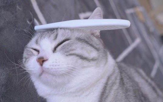三个月小猫多重正常？