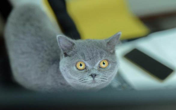 猫咪一直发出咕噜咕噜的声音