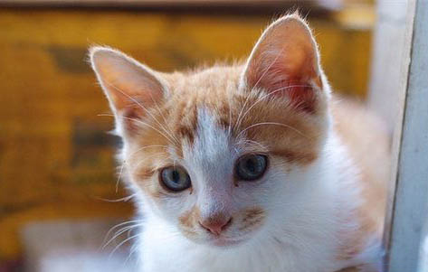 猫咪需要绝育吗