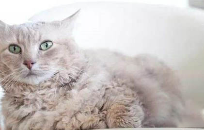 猫咪可以多久不吃东西?