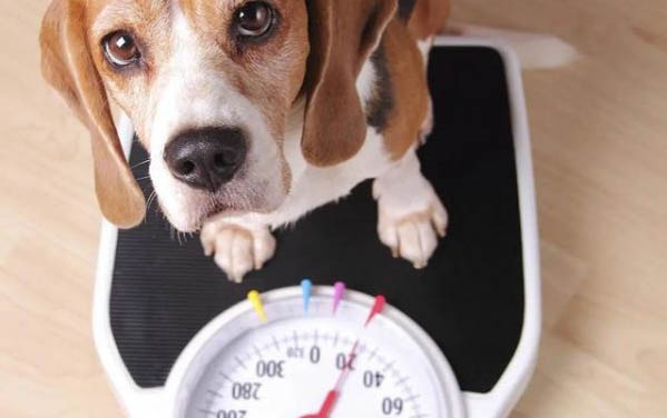 狗狗吃体内驱虫药多久可以进食？