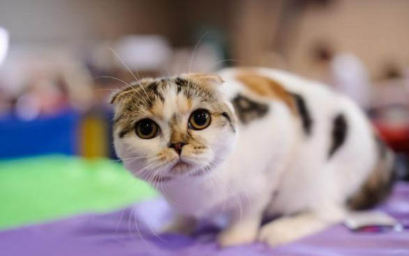 怀孕猫能不能吃益生菌