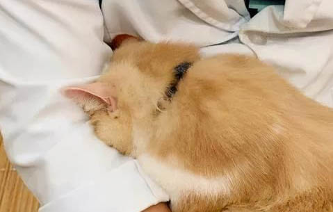 刚出生的猫咪怎么喂养如果没有羊奶粉怎么办