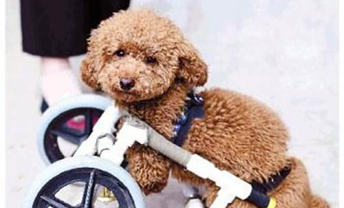 棉花面纱犬哪里有卖