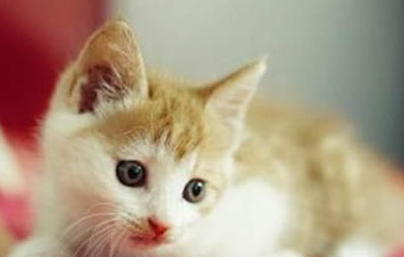 猫几岁发情啊
