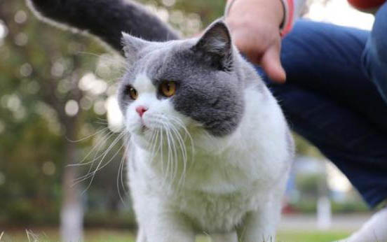 英短猫一般寿命有多长