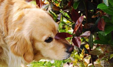 狗狗的耳朵里面有褐色分泌物怎么治好