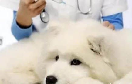 狗狗狂喝水吐了又狂喝