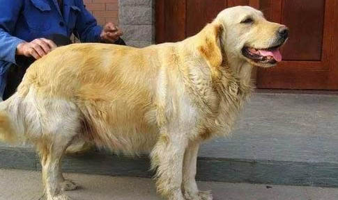 金毛幼犬买公的还是母的好
