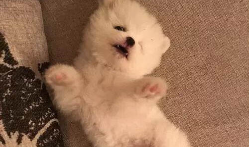 没有狗证的狗怎么处理