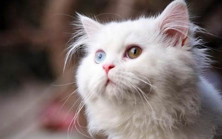 猫身上有伤口怎么处理