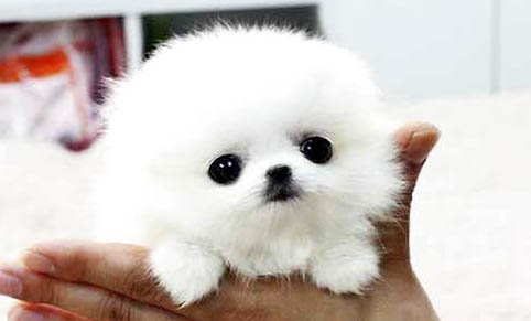 茶杯犬哪里有卖