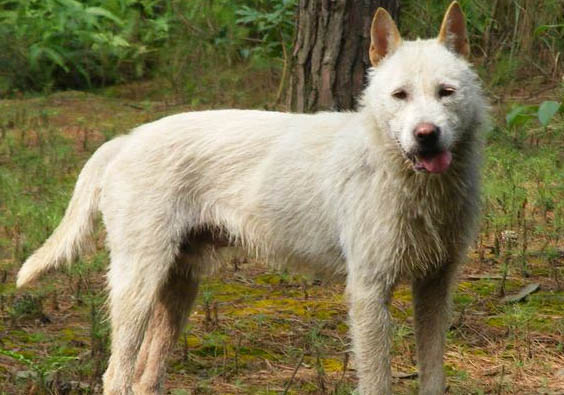 下司犬老喝水的原因及处理方法