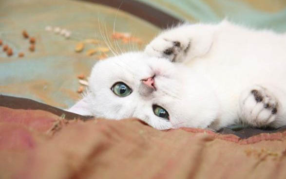 第一次养猫需要准备什么