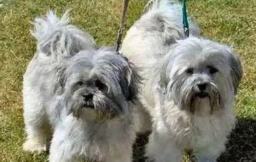 拉萨犬骨折症状有哪些