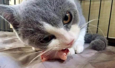 猫咪想死的表现