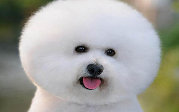 狗狗生完后多久排完恶露?