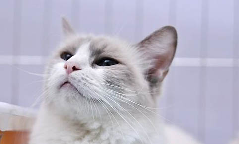家里的猫咪爱吃甜食怎么回事
