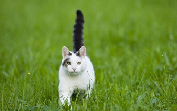 猫咪早上一直叫还蹭人是怎么了