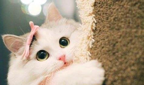 猫咪驱虫后多久排干净