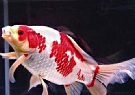 红白草金鱼能繁殖吗