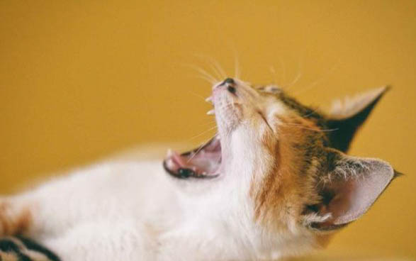 猫鼻头干燥?