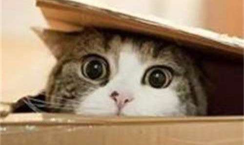 猫咪呼吸很重,可能是这些原因