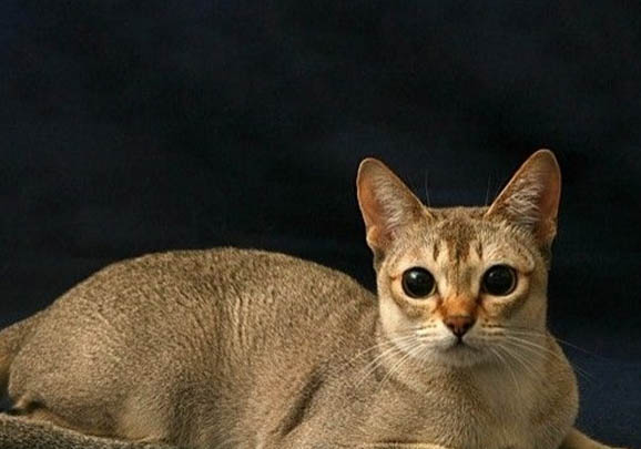 小新加坡猫为什么会有眼屎