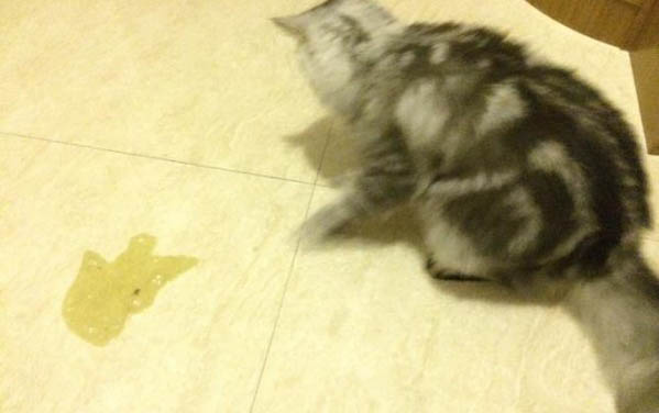 猫咪起床为什么总是叫唤怎么回事