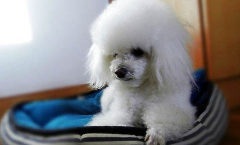 贵宾犬的性格外貌特征